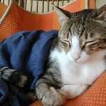 Amadeus in Blue Blanket