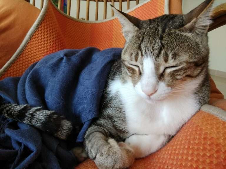 Amadeus in Blue Blanket