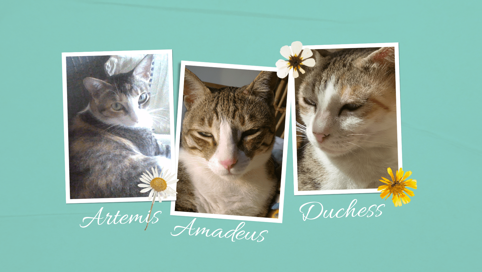 Artemis, Amadeus and Duchess