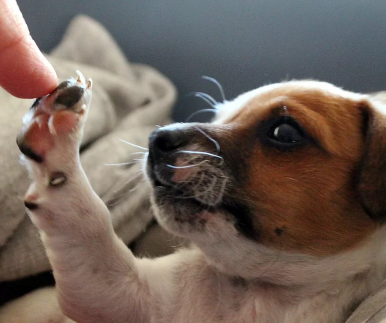 Communicating with animals