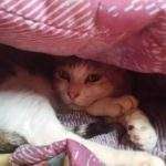 Duchess_Stressed