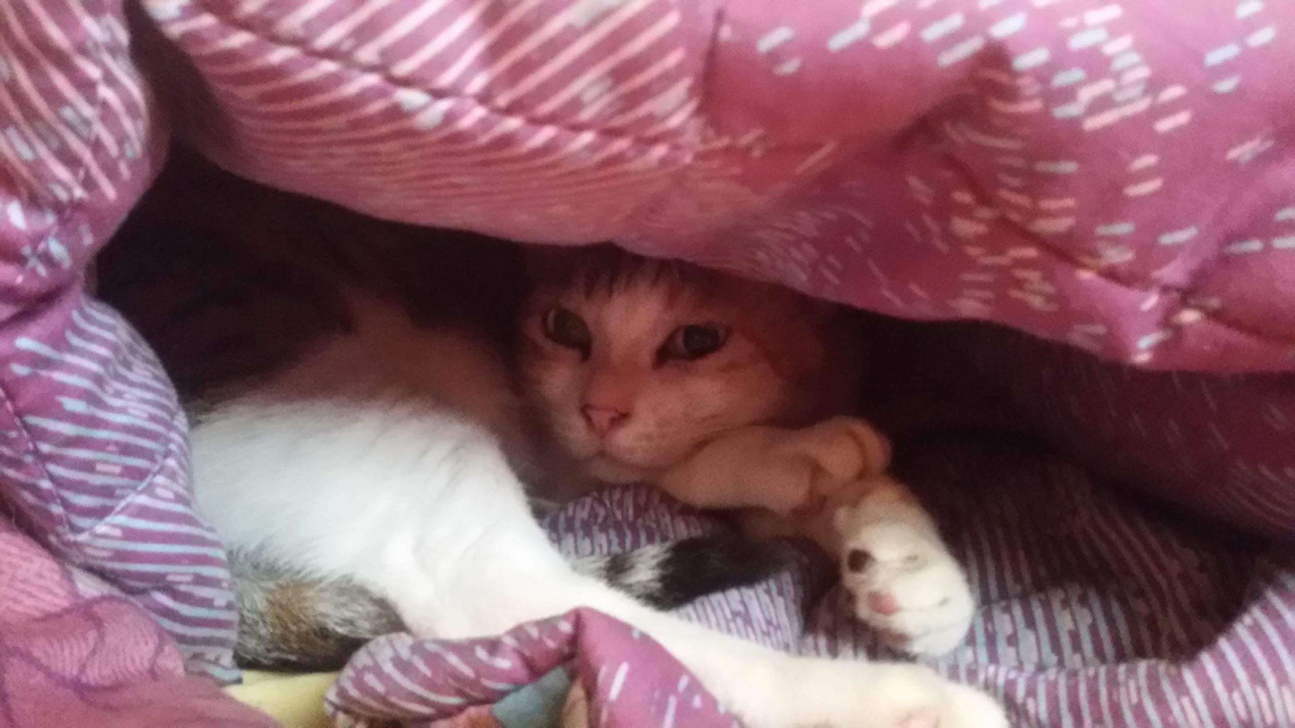 Duchess_Stressed