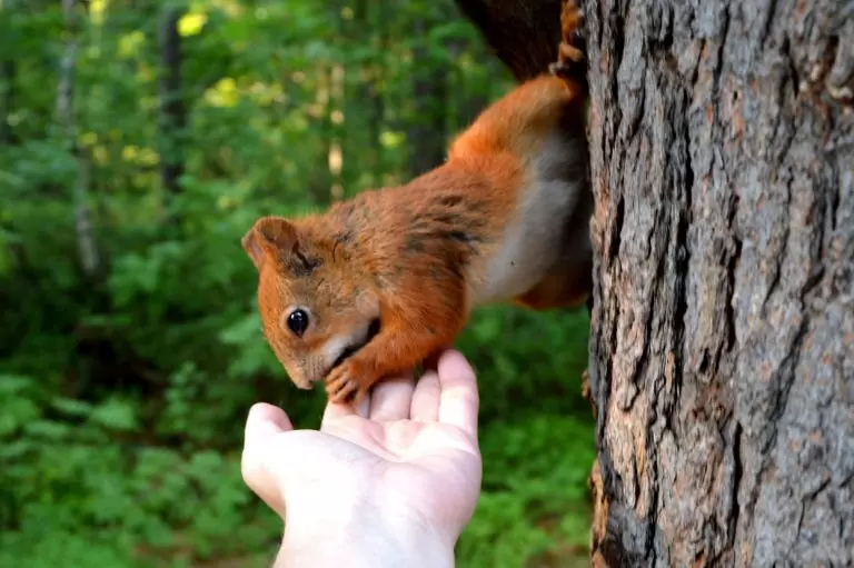 Energy Healing with Squirrel