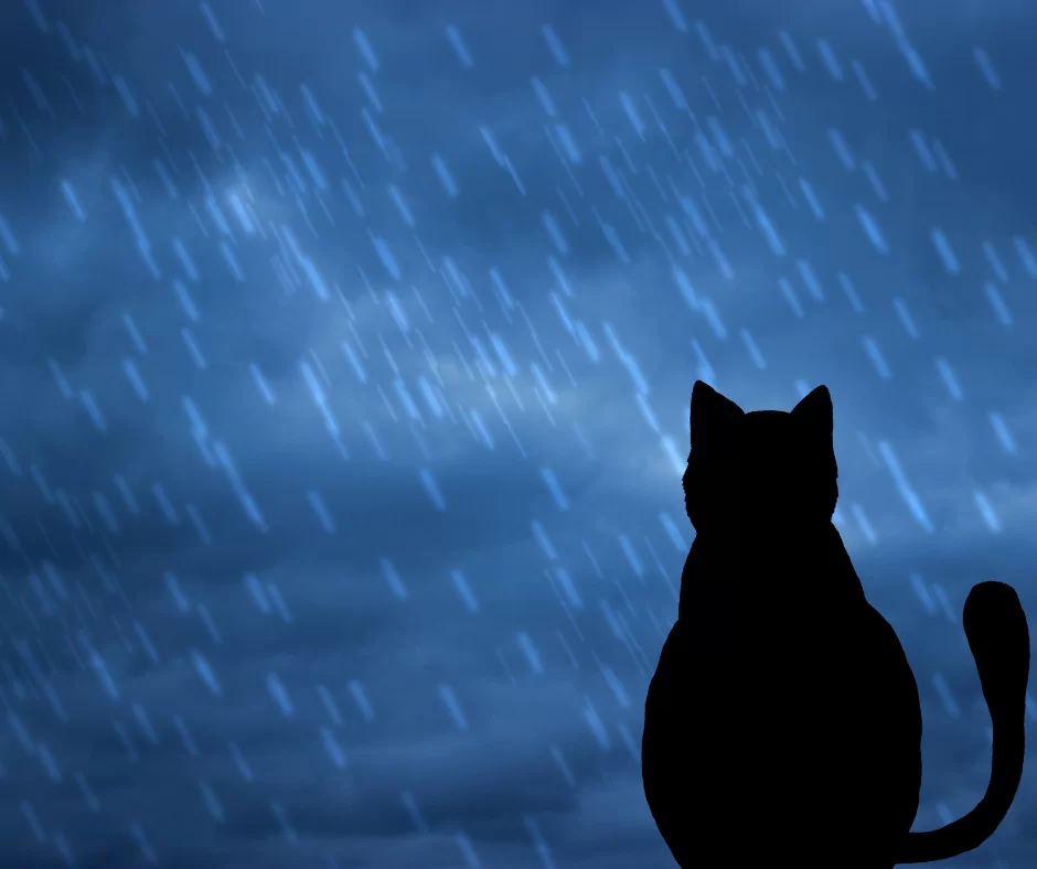 grieving cat