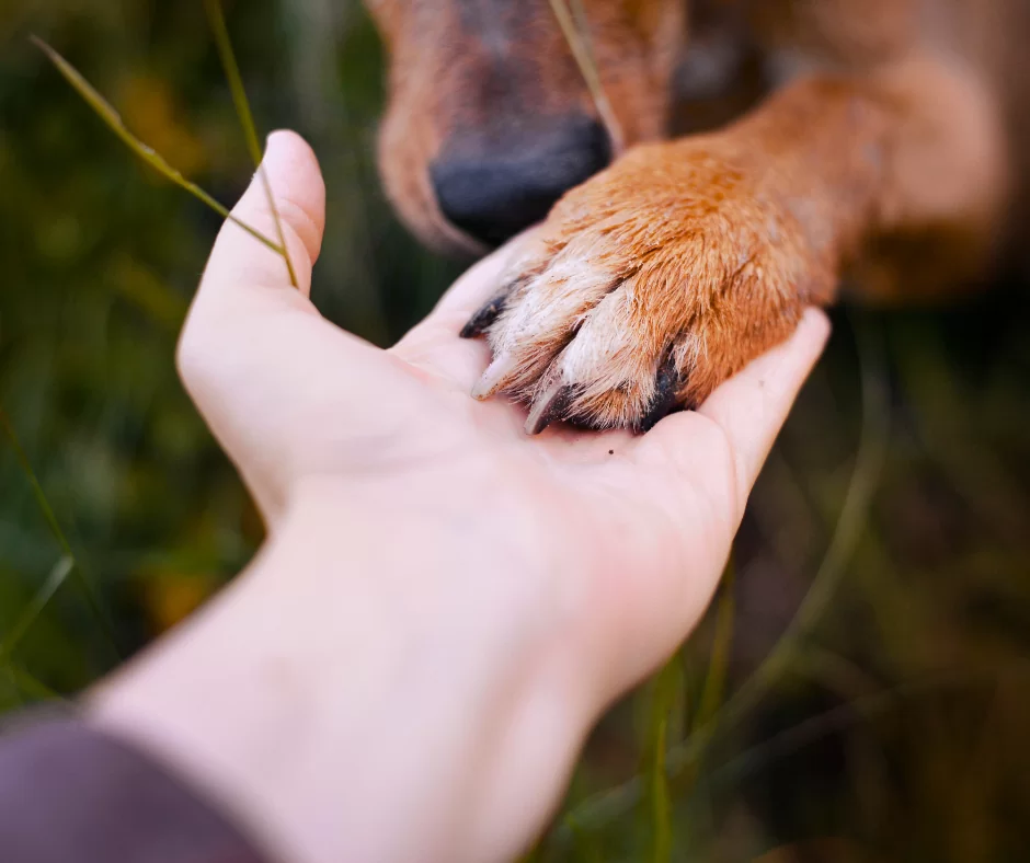 Healing Animal Care