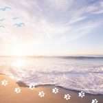 Pet Loss Bereavement Support