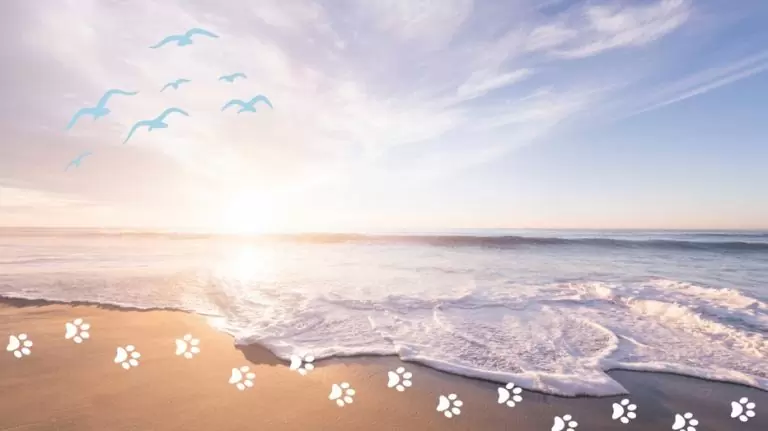 Pet Loss Bereavement Support