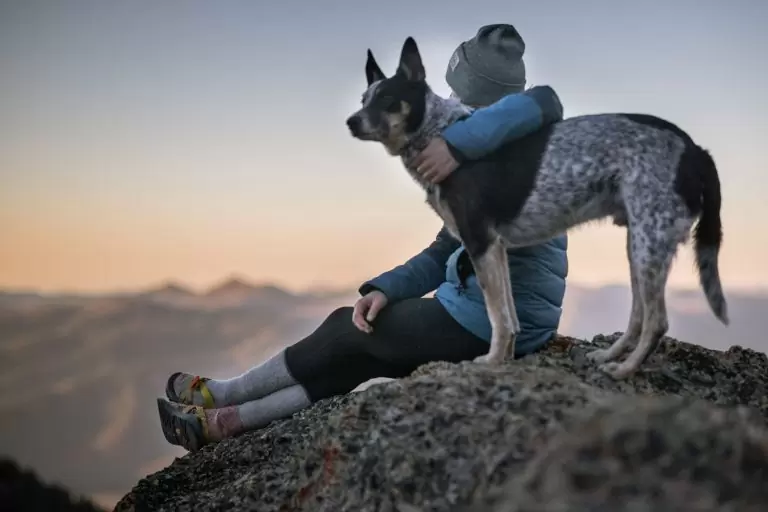animal communication