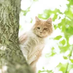 Idee Animal Communicator for Your Cats
