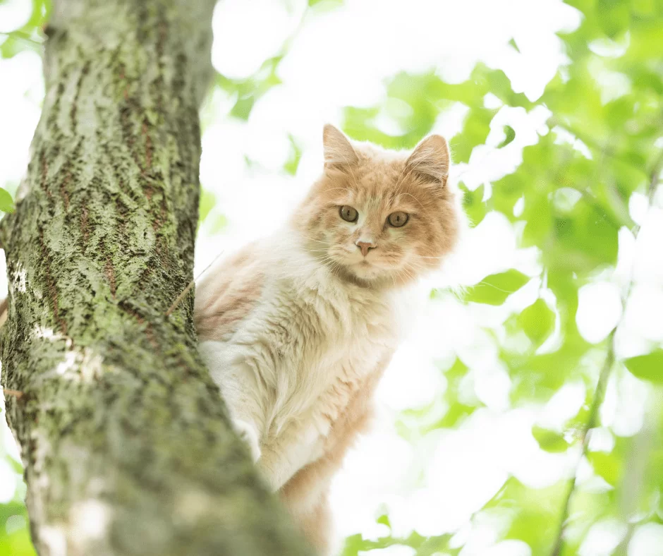 Idee Animal Communicator for Your Cats