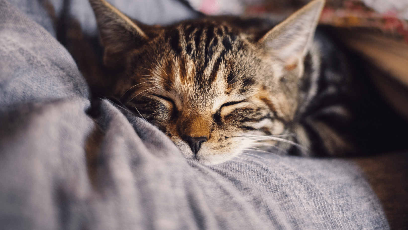 Scalar Wave Healing Sessions for Animals