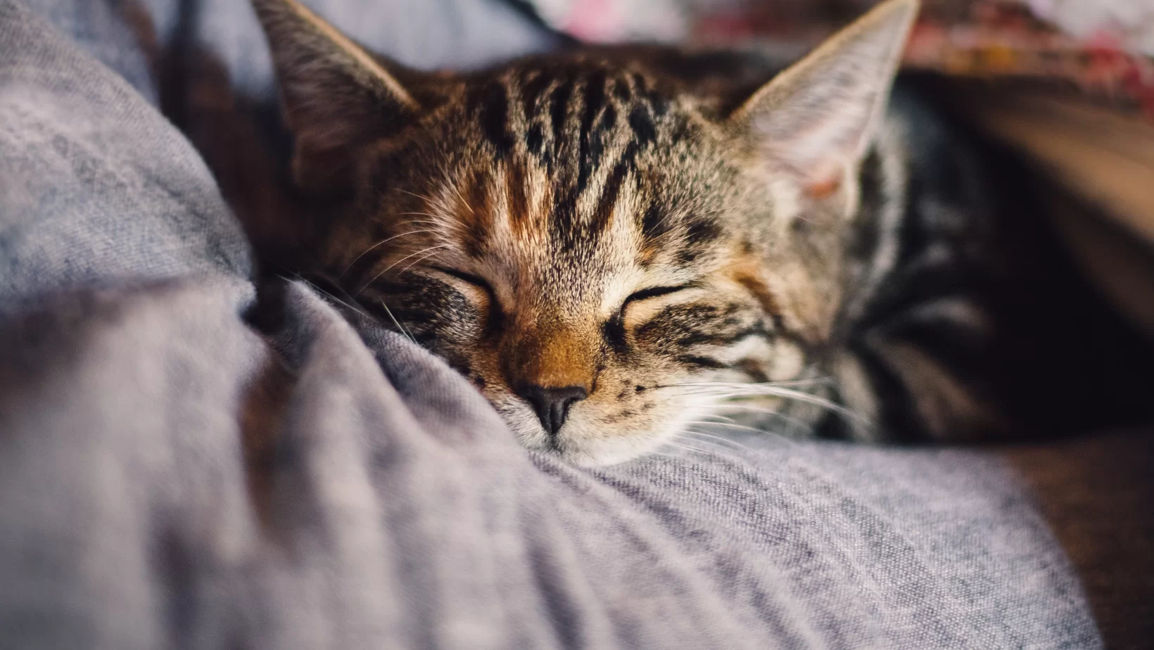 Scalar Wave Healing Sessions for Animals