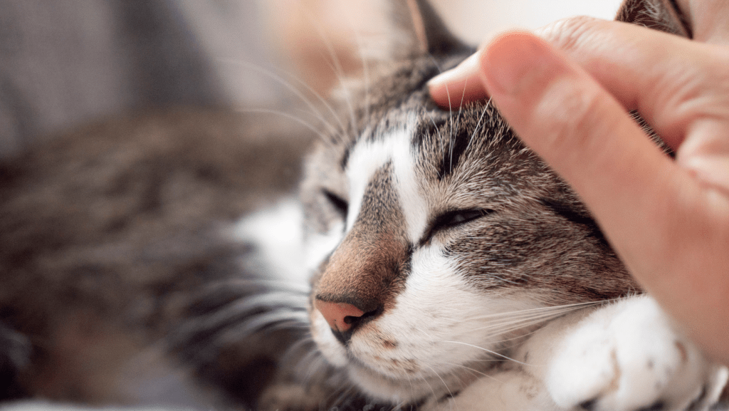 EFT Tapping for Animals to Release Anxiety, Fear, Grief and