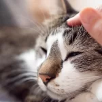 EFT Practitioners for Animals