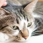 EFT Tapping for Animals