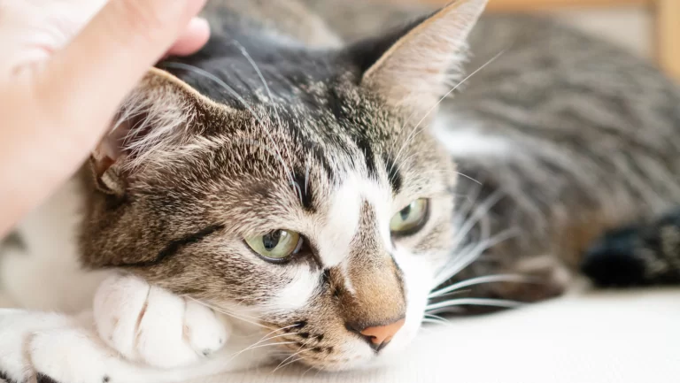 EFT Tapping for Animals