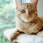 Lancelot the Healer Cat