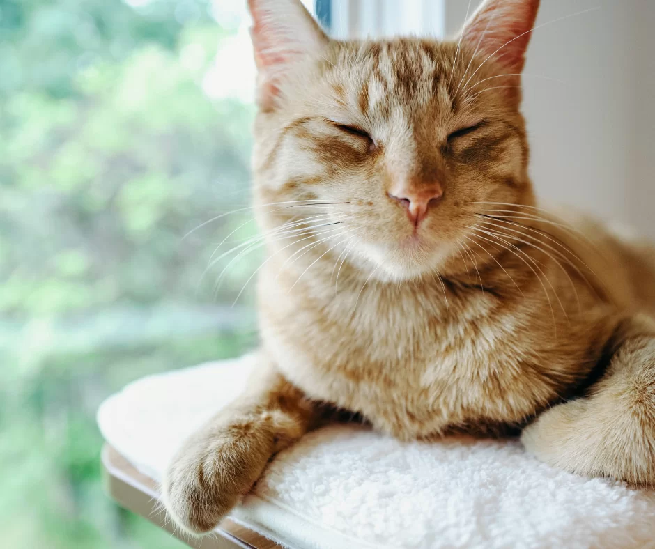 Lancelot the Healer Cat