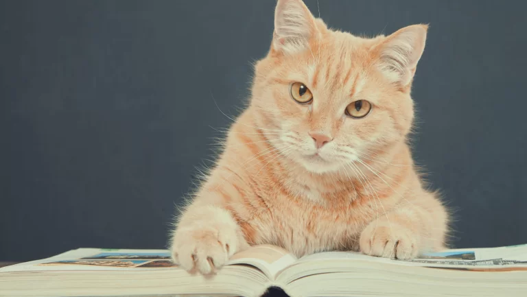 quantum cat