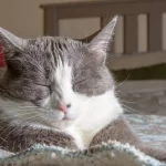 Scalar Wave Cat