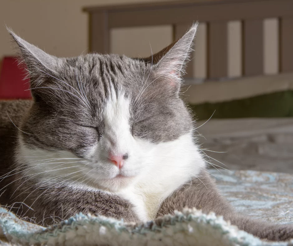 Scalar Wave Cat