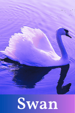 Swan Spirit Guide Card