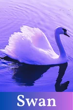 Swan Spirit Guide Card