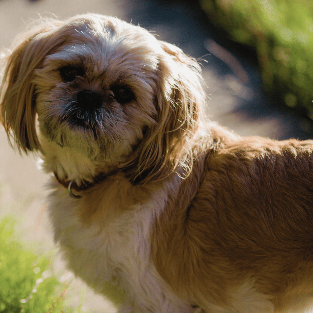 anxiety in dogs