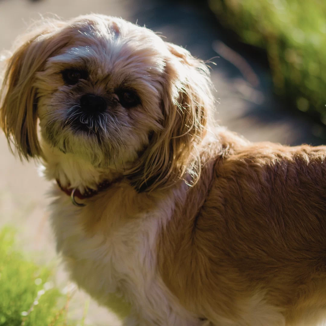 anxiety in dogs