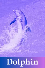Dolphin Spirit Guide Card