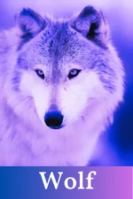 Wolf Spirit Guide Card