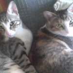 Amadeus_and_Artemis