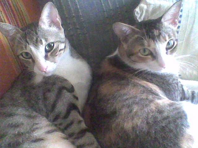 Amadeus_and_Artemis