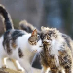 eft tapping for cats