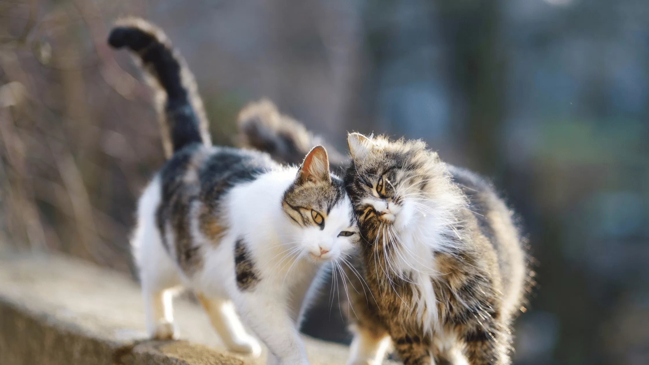 eft tapping for cats
