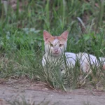 Lost Cat Resources