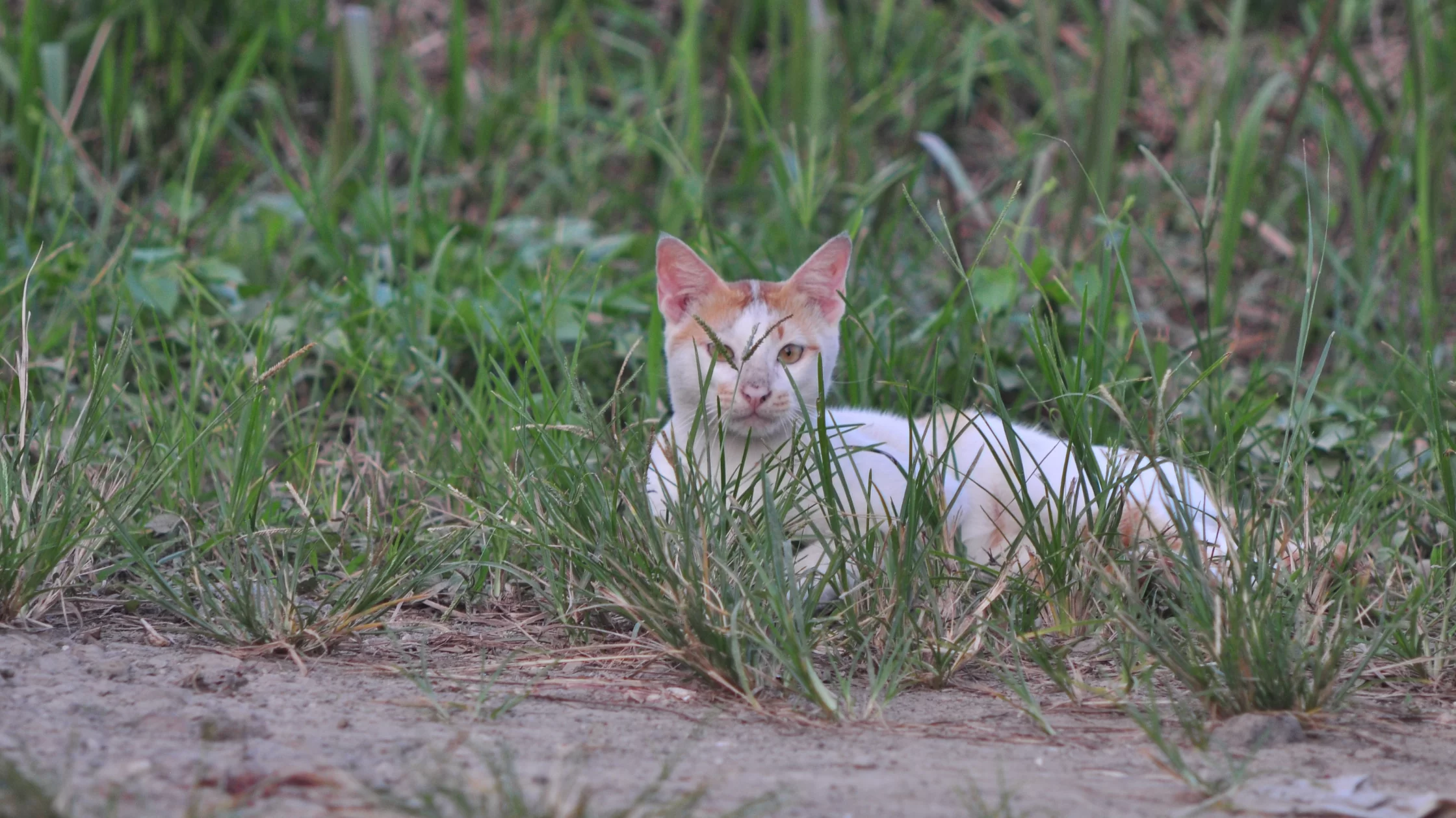 Lost Cat Resources