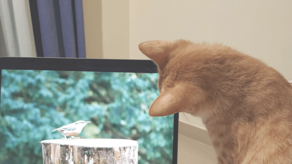 Animal Communication and healing