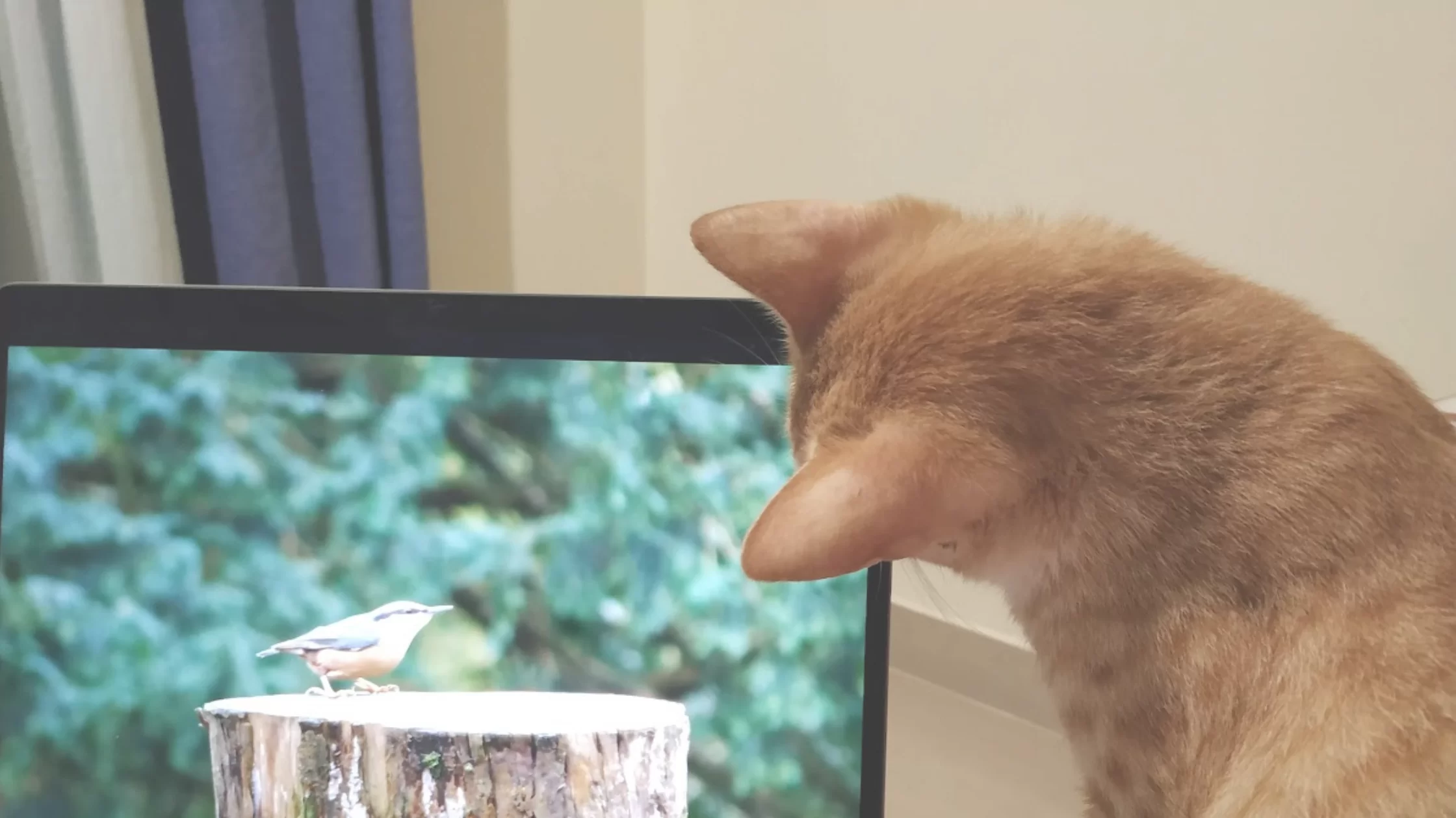 Animal Communication and healing