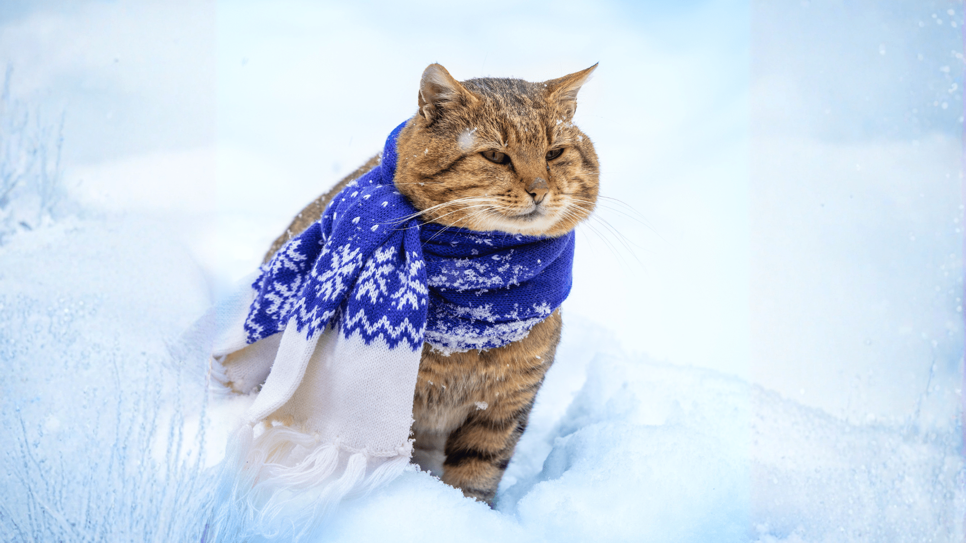 winter wellness for cats