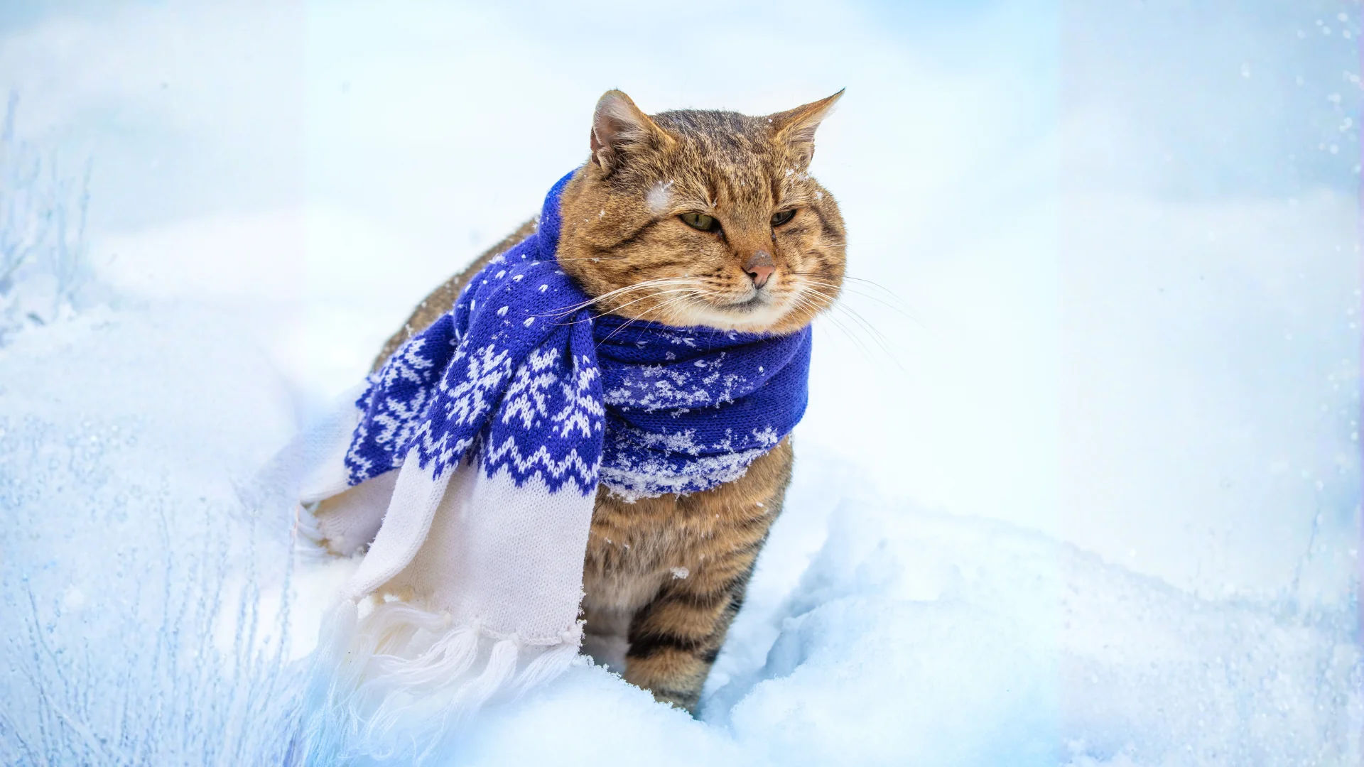 winter wellness for cats