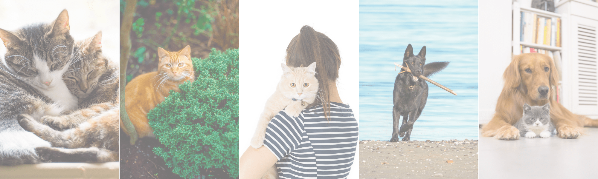 animal healing stories
