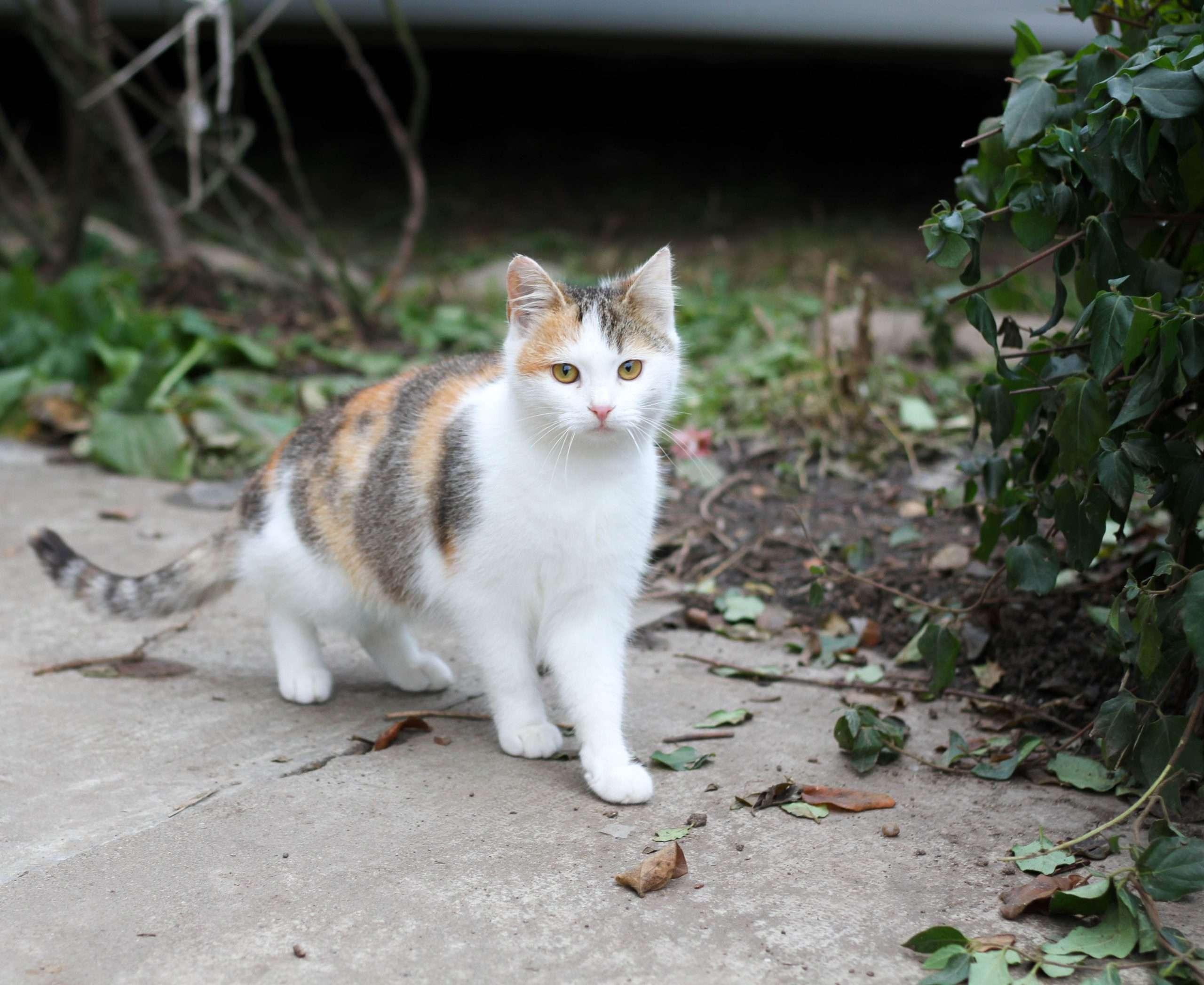 cat abandonment energy healing case study