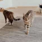 Multi cat behaviour dynamics and EFT tapping pexels by Arina Krasnikova