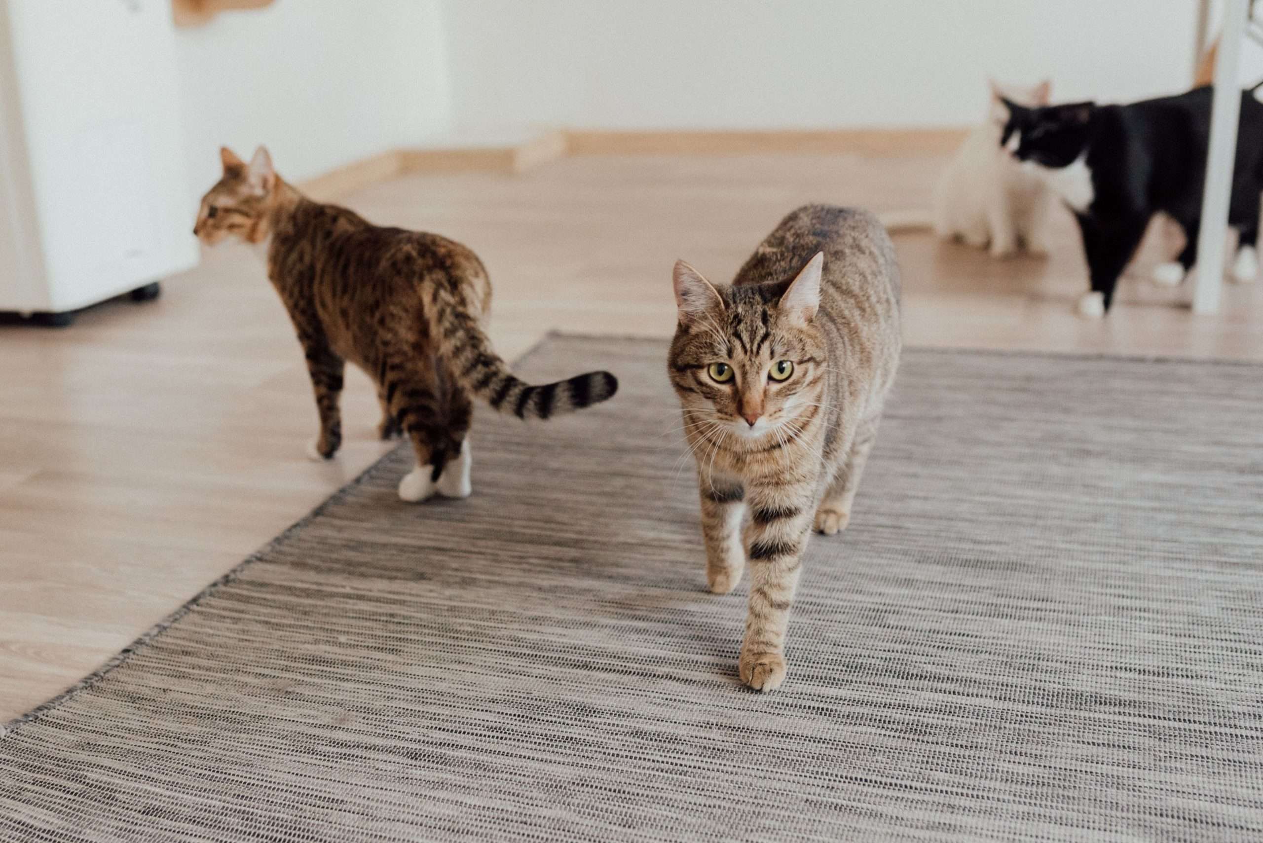 Multi cat behaviour dynamics and EFT tapping pexels by Arina Krasnikova