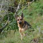 energy healing for reactive dog
