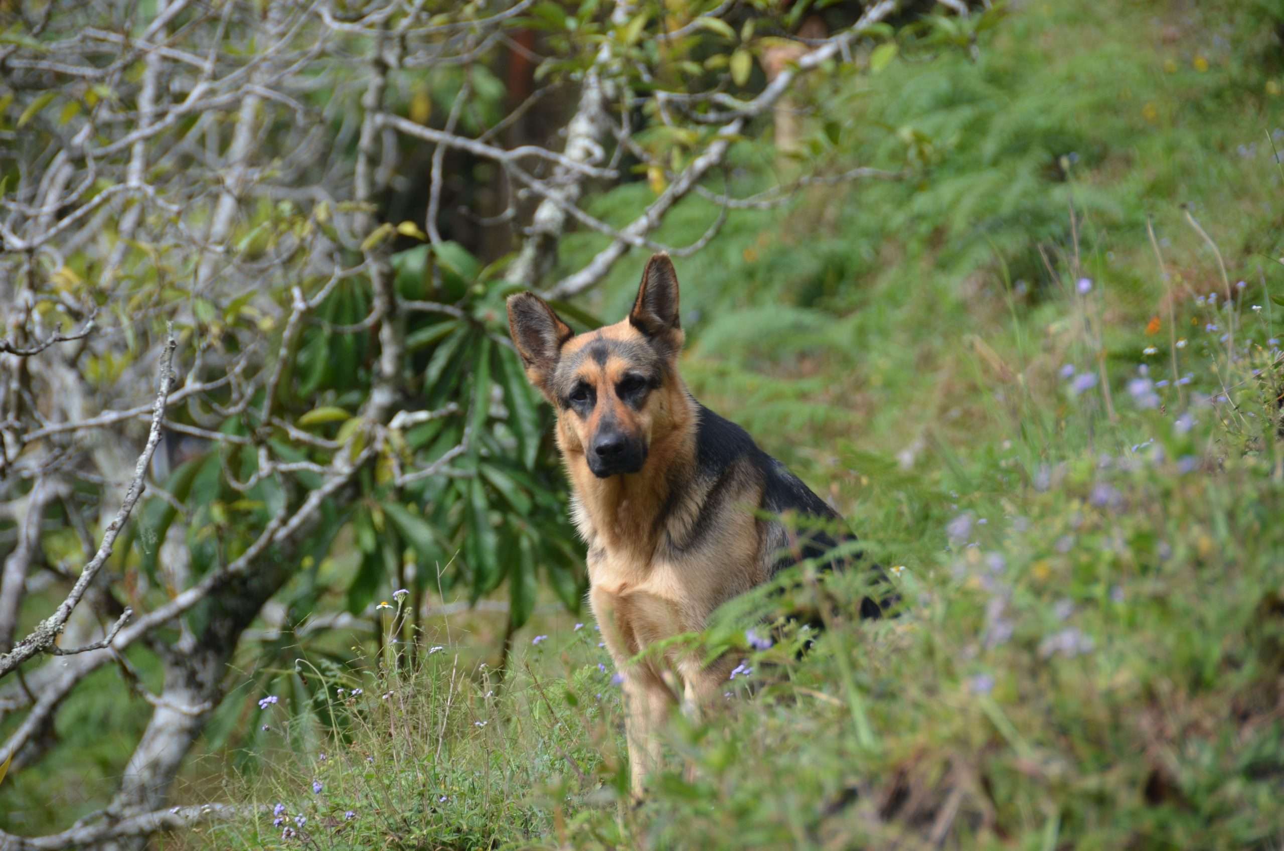 energy healing for reactive dog