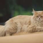 energy healing for senior cat at artemis animal healing