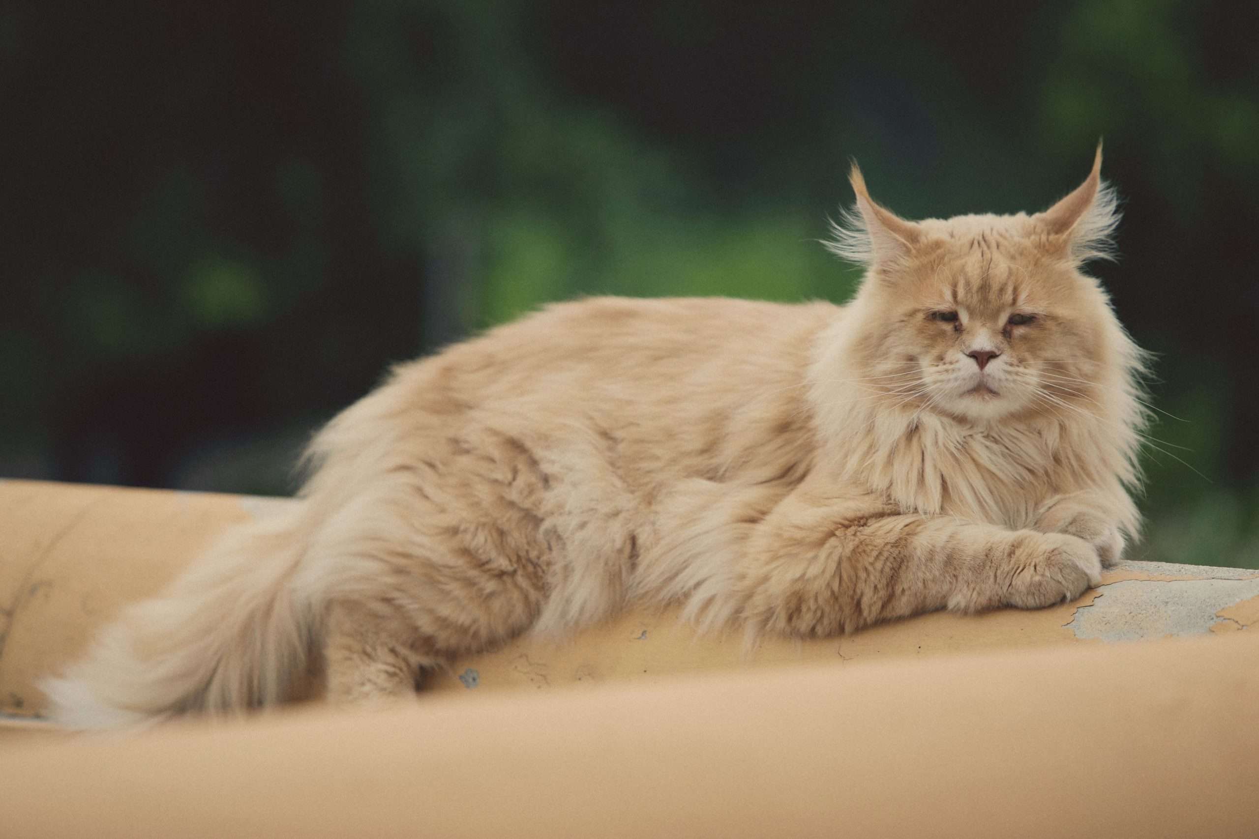 energy healing for senior cat at artemis animal healing
