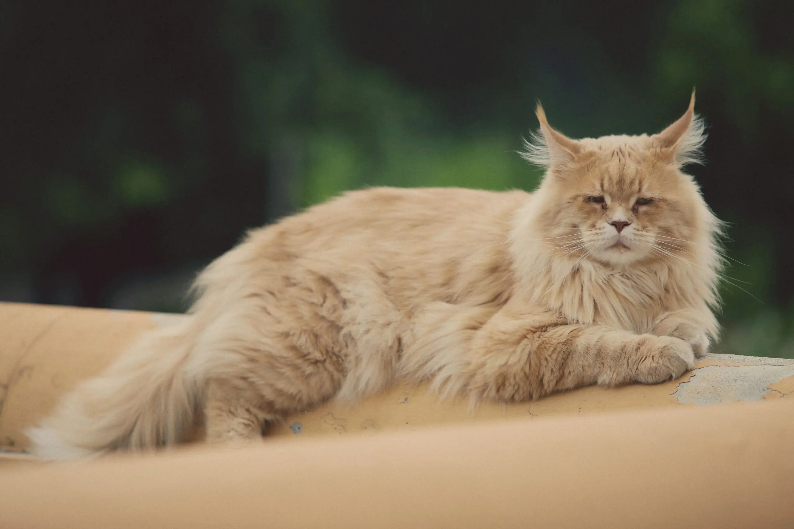 energy healing for senior cat at artemis animal healing